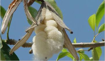 木棉这是一篇很不一样的植物志
