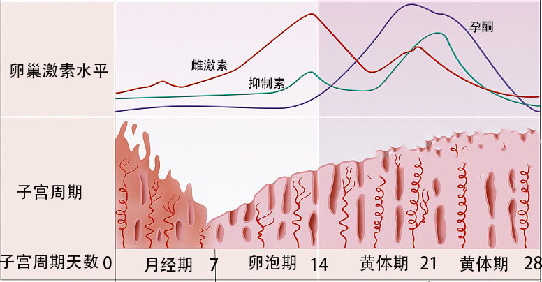 雌二醇 E2图片