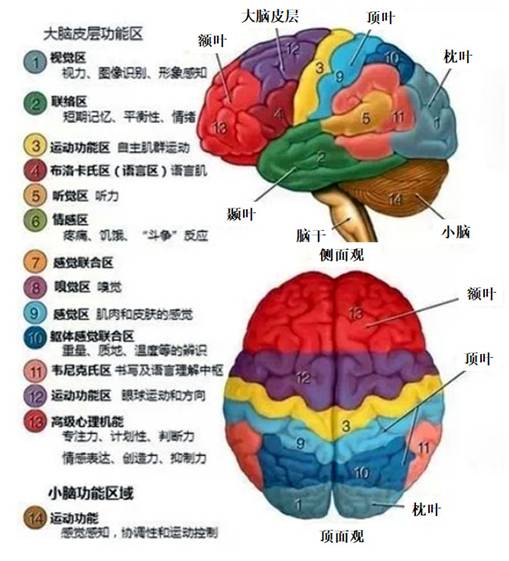 大脑52个区及功能图片