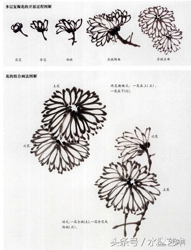 国画菊花画法