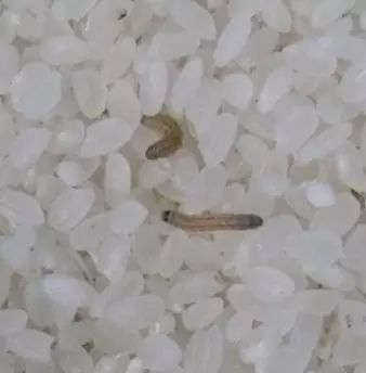潮尚贴士我家的大米生虫子了原来是存放有问题到底该放哪