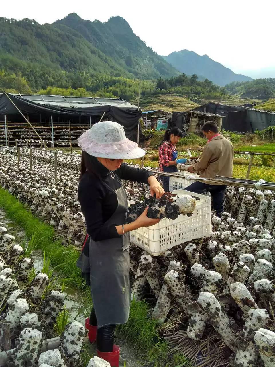 香草厨房 ▎用特级的庆元香菇,做一道美味香菇肉燥面