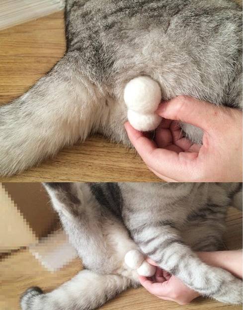 猫咪晃蛋蛋表情包图片
