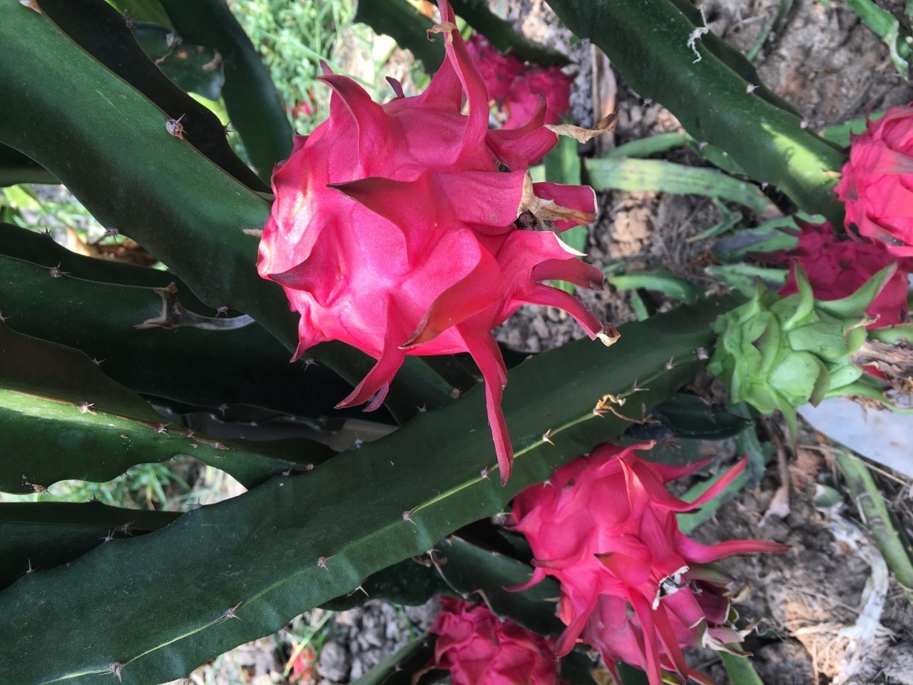 聽說他們那兒的紅心火龍果又結果了無錫的最美鄉村——山聯村物產豐饒