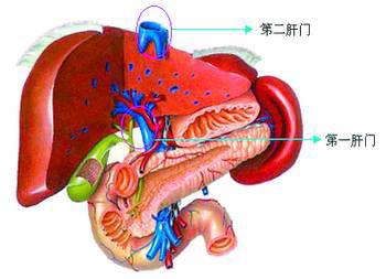 胆囊癌肝转移后最多只能活几个月 如何能活得更久