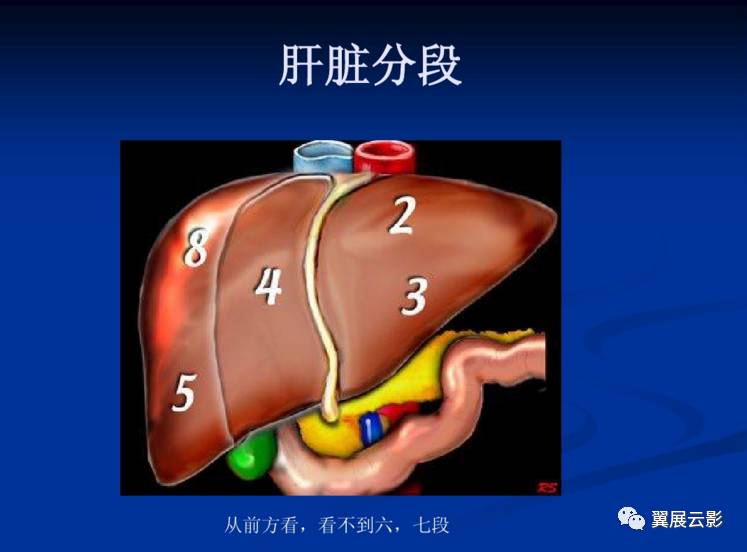 正常肝臟ct解剖