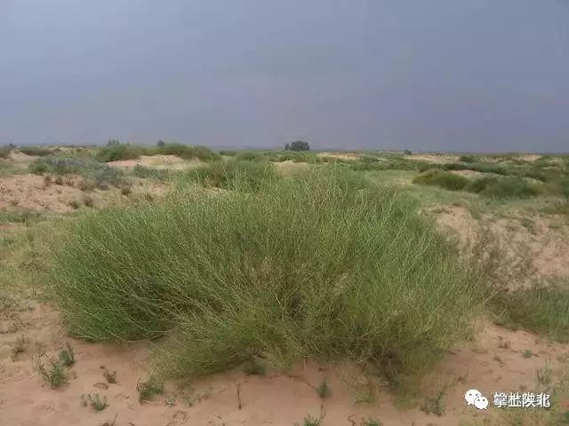 沙蒿子产地图片