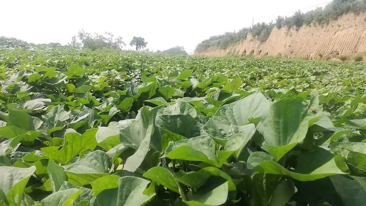 红薯种植基地一览有的是碧水蓝天,青山绿树;有的是利于农作物优生的