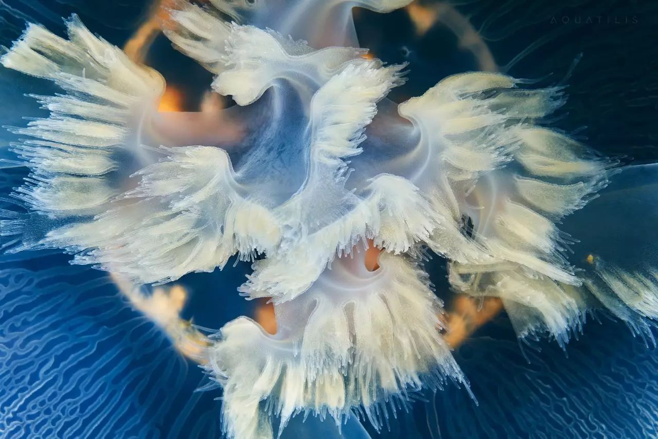 aurelia aurita海月水母管水母属的生物siphonophore genus sp