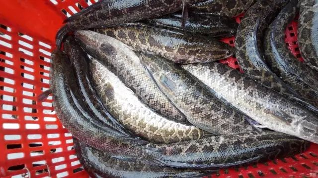 餌料配方秋天釣的黑魚餌料搭配及釣位選擇