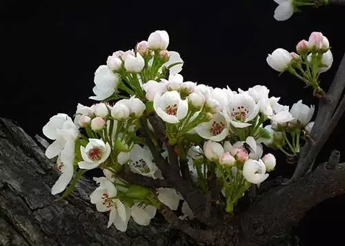 李白《聞王昌齡左遷龍標遙有此寄》桐花萬里丹山路,雛鳳清於老鳳