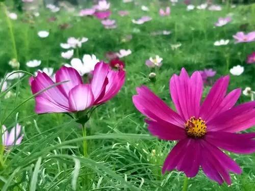 別名:紫金標,九結蓮,藍花巖陀(雲南),小角柱花.花語:冷淡,憂鬱.