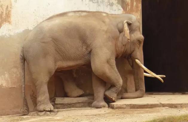 大象睡觉姿势图片