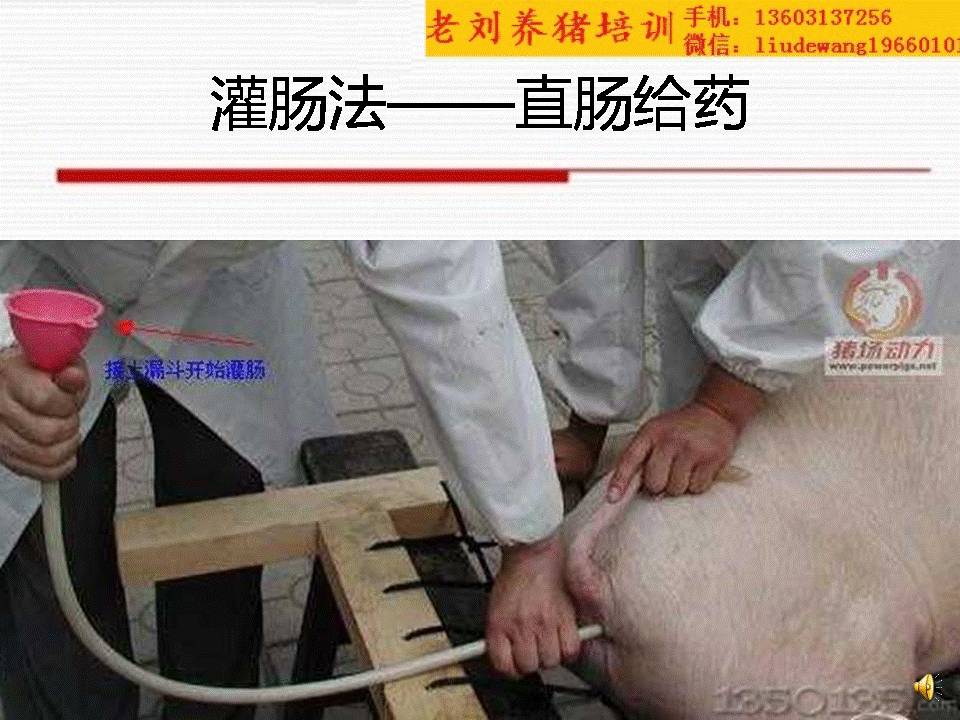 老刘养猪培训——解剖——怎样给猪插胃管和灌肠?