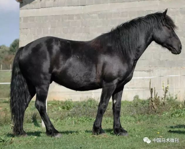 馬種百科之馬種分類溫血馬:⑥卡斯提連馬