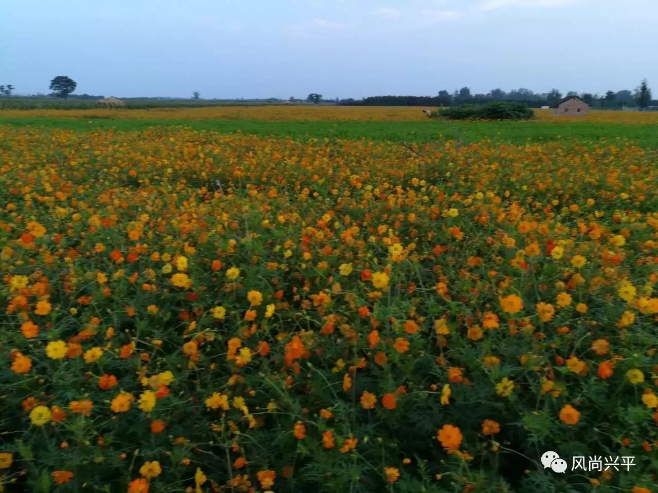 兴平八里村花海图片