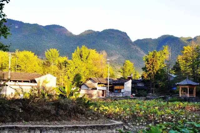 五星船游三峡or双飞赏早秋银杏2399看别样的秋景醉适合好色的你