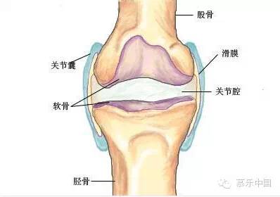 髌上囊与关节腔相通吗图片