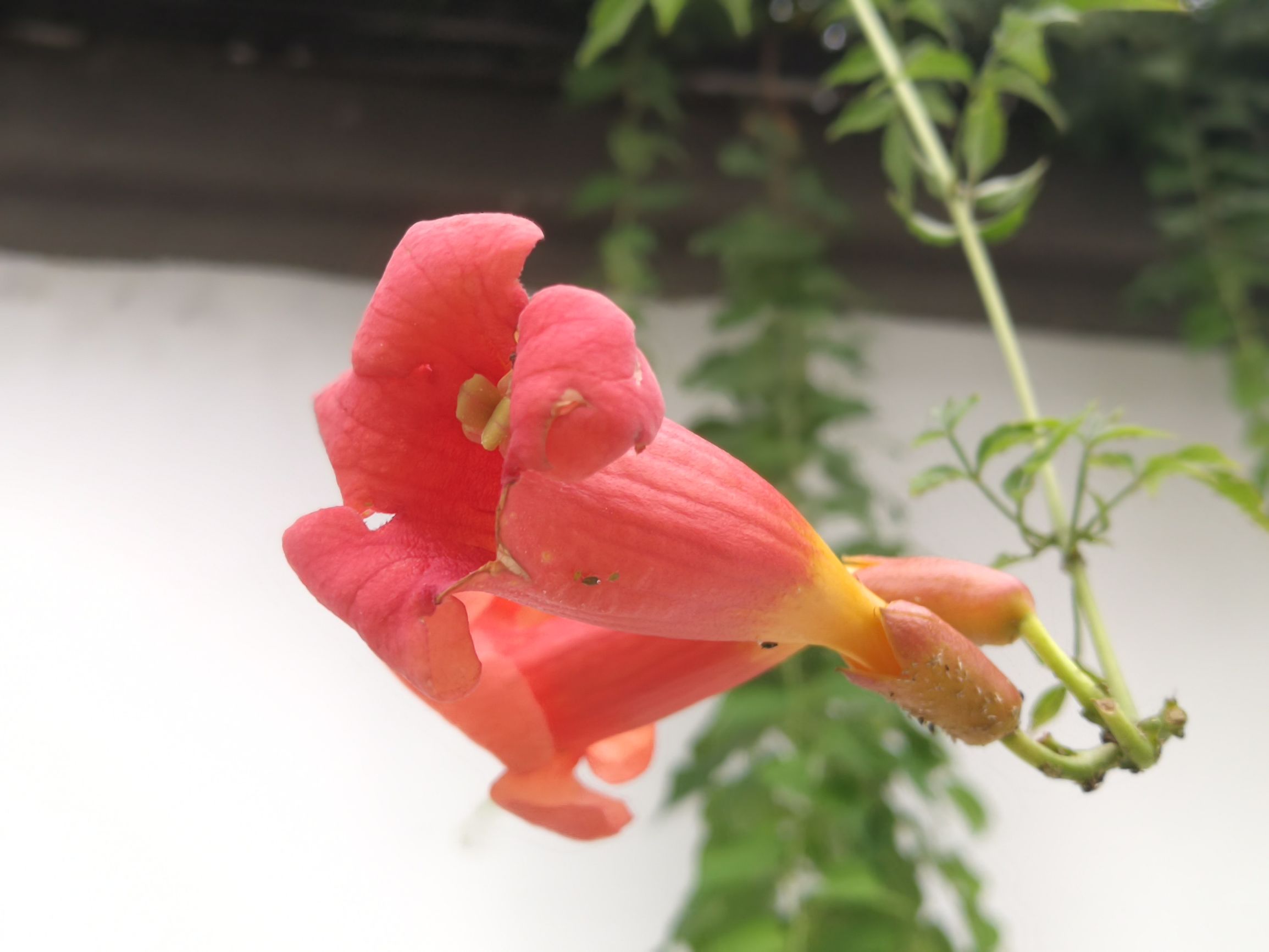 凌霄花, 秋天了, 它依然開得還好, 從五六月份到秋天, 沒想這花的花期