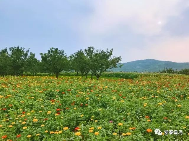 它位于美丽乡村下平山村,占地面积60亩,内有乔木6327株,波斯菊栽植