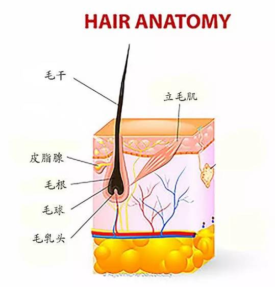 头发结构分解图图片