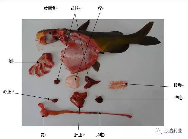 鲤鱼消化系统结构图图片