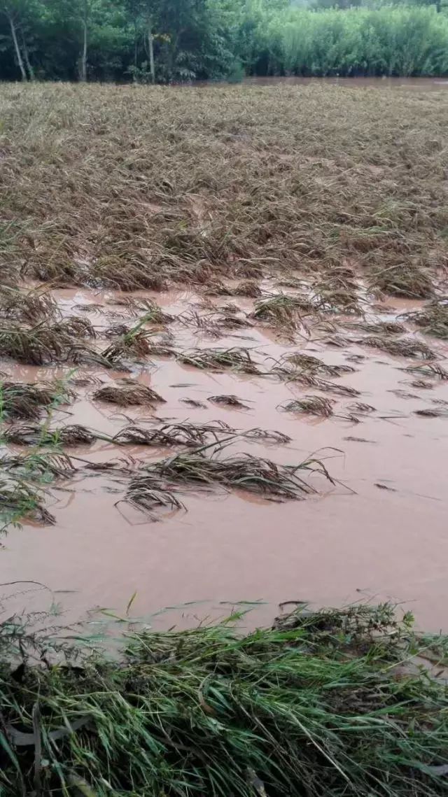 禄丰强降雨,部分农作物严重受灾!
