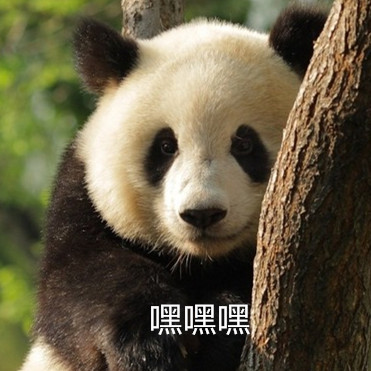 熊猫4k高清表情包图片