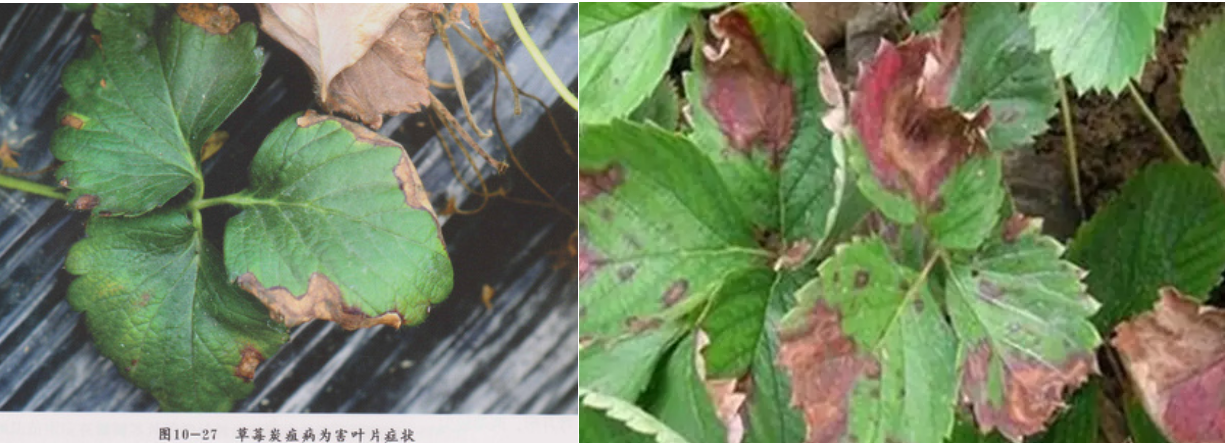 苗期如何做到重點防治草莓炭疽病