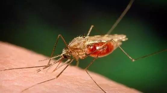 疟疾病毒长什么样图片