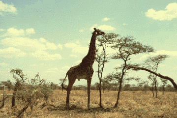 长颈鹿吃树叶动图图片