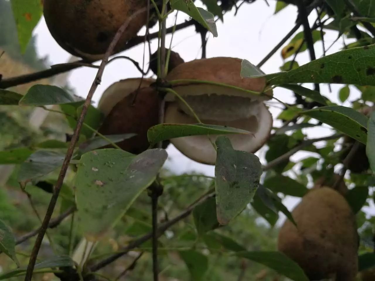 卖车老板放弃百万收入,回老家种植山里长的八月瓜!