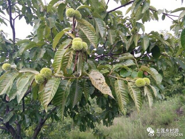 板栗樹葉子長大了,滿樹的綠色.