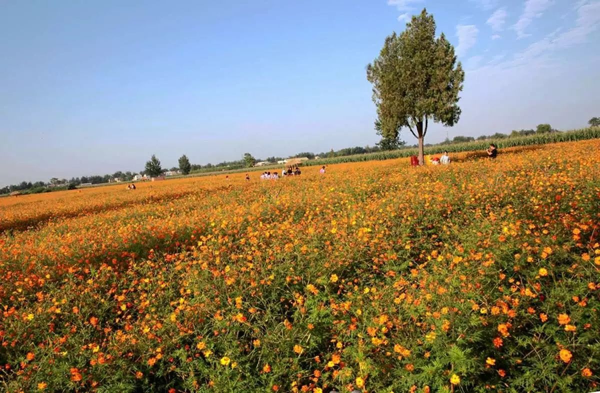 兴平八里村花海图片