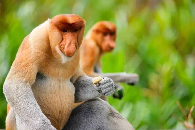 沙巴最标准性的动物莫过于长鼻猴,这种被称为大鼻子情圣的生物只