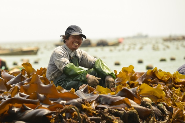 廈門老漁民三招教你認清所有海帶,以後可別再亂買海帶了!