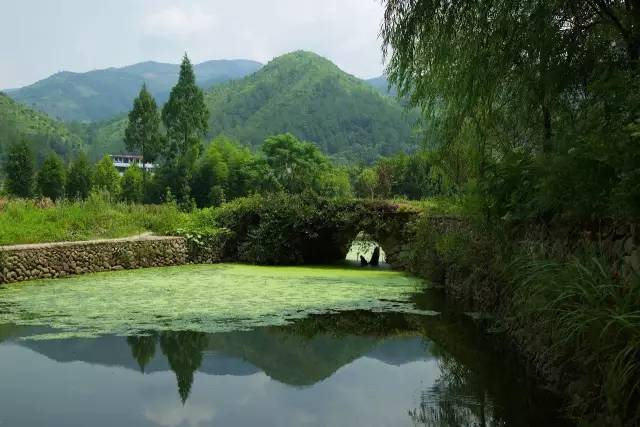 他们将古松树作为神灵来供奉,在屿北人看来,这就是保护百姓的风水林