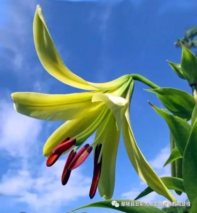 大美许昌花开正好五彩大地百合花花海袭来