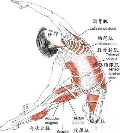 瑜伽体式精讲丨门闩式解析