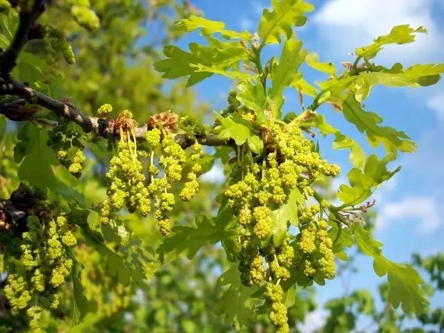 夏栎和其它壳斗科植物都是单性花,雄花序长得像小短穗,密集地开在枝头