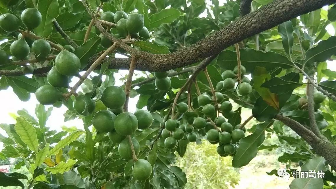 【傣语新闻】澳洲坚果成为临沧山区农民的致富果