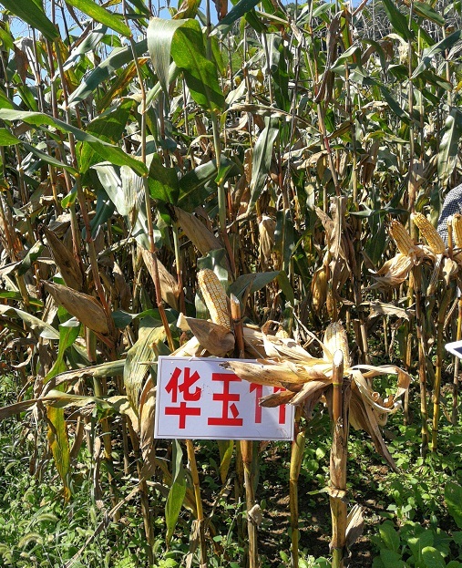 禾育57玉米品种图片