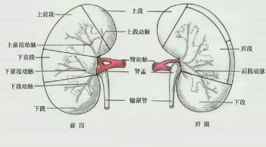 肾脏解剖位置图片