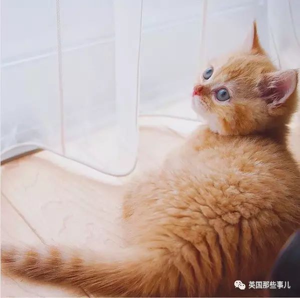 她家养了一对短腿小橘猫,每天也是要被萌到血槽清零了