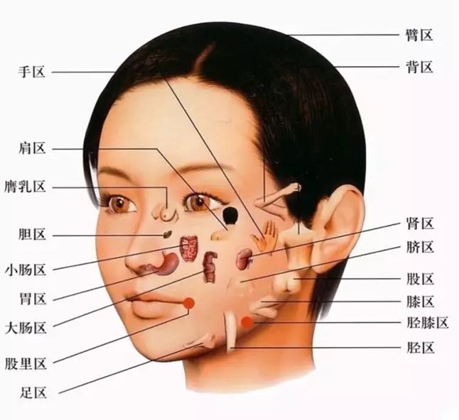 人体脸部部位名称图图片