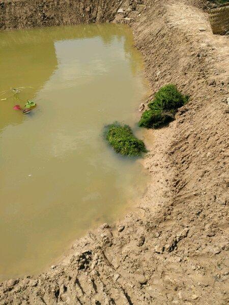 村里的老哥在空地上挖了一个泥塘,布了水管,灌上水