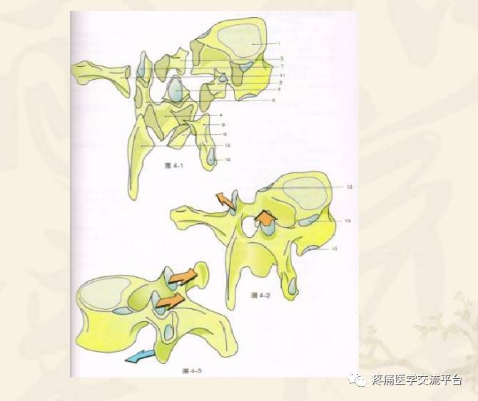 胸椎小關節紊亂