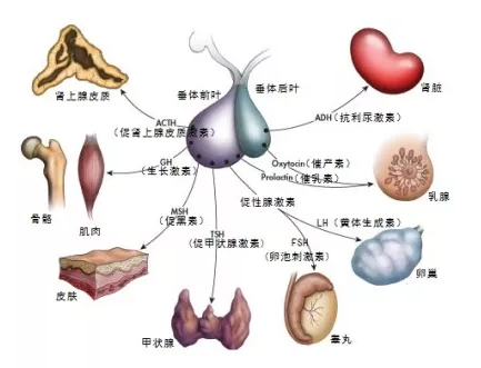 脑垂体在哪里图片