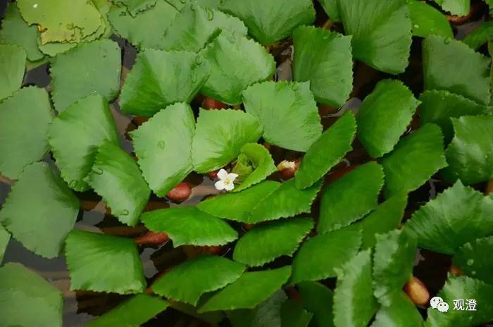 觀澄江南水八仙之三更風雨採菱歸