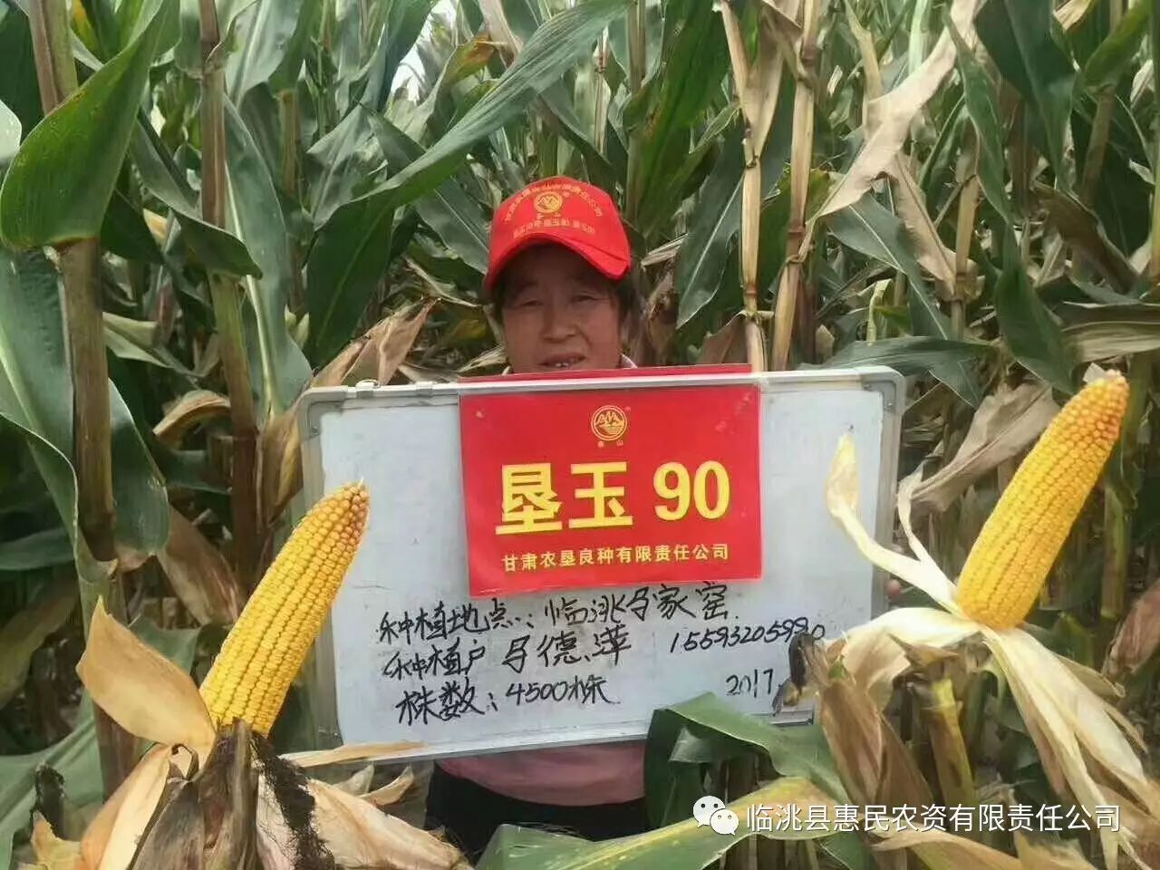 惠民6202玉米种子图片
